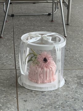 핑크 거베라 폭포 gerbera waterfall_pink